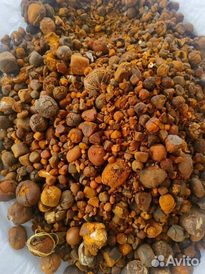 Желчный камень крс