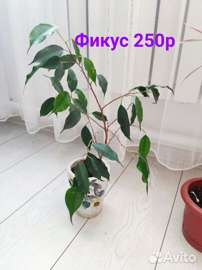 Замиокулькас