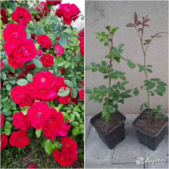 Розы. Корнесобственные саженцы