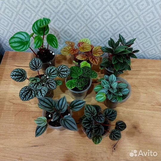 Пеперомии 18 сортов