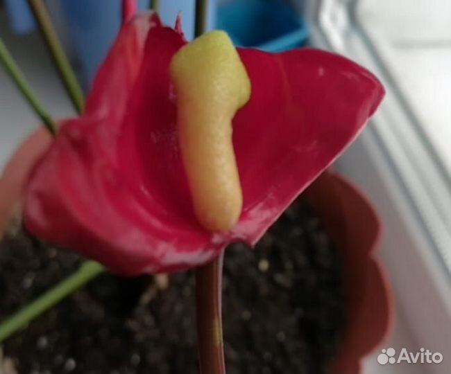 Антуриум Шелл коралл