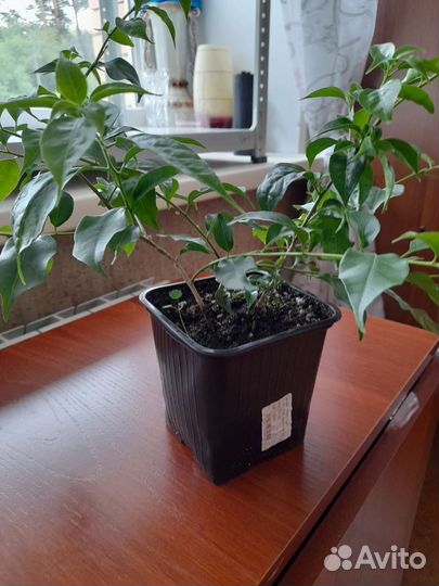 Бугенвилия