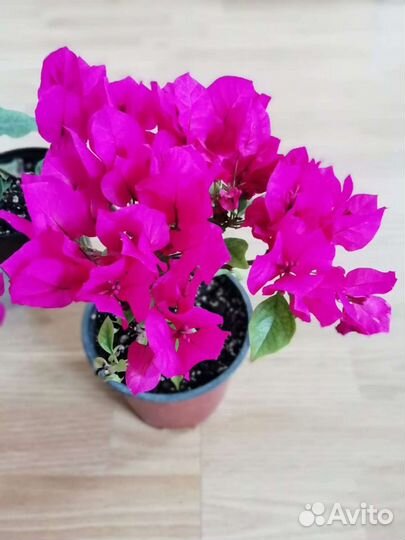 Бугенвиллия