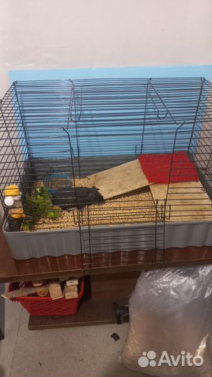 Морская свинка скинни