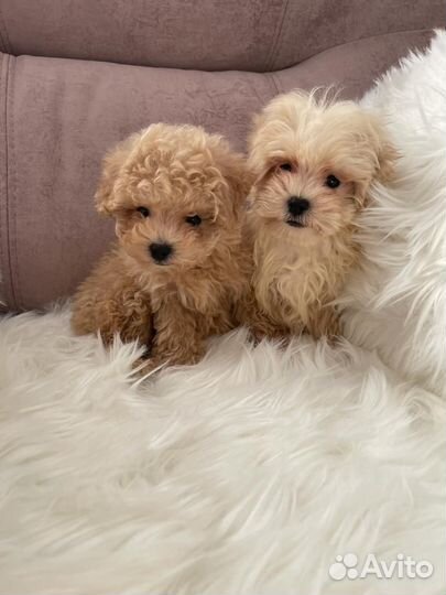 Мальтипу - мини