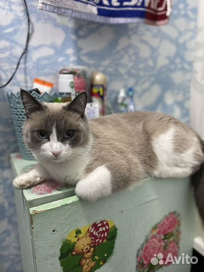 Отдам кота в добрые руки