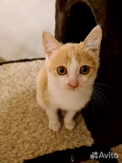 Котенок прелесть девочка