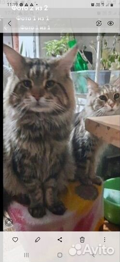 Котята мейн куны