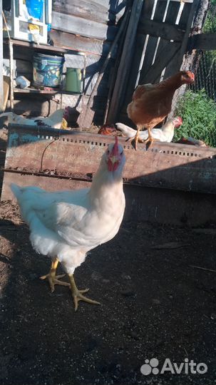 Домашние курицы