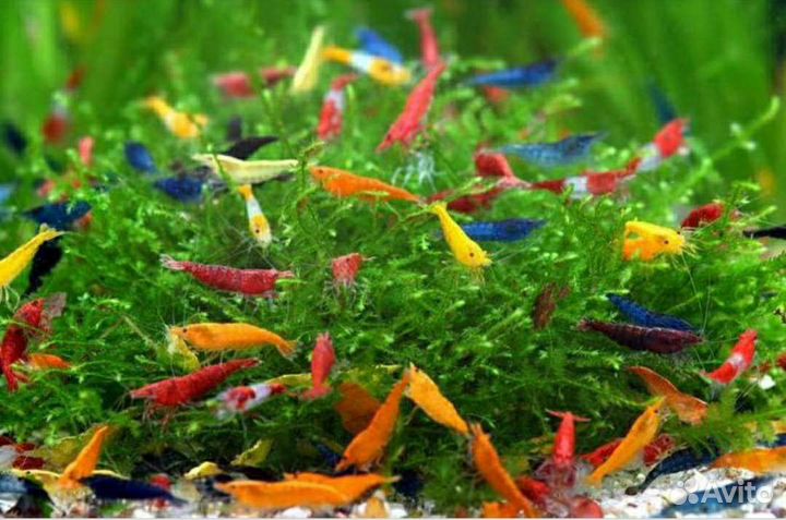 Рыбы, коряги, креветки, растения