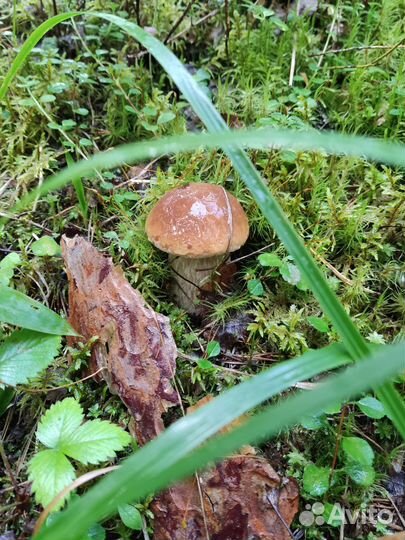 Белые грибы. свежие, замороженные и сушеные