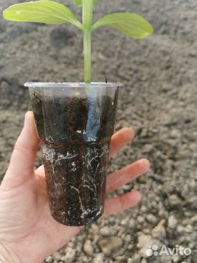 Рассада огурцов