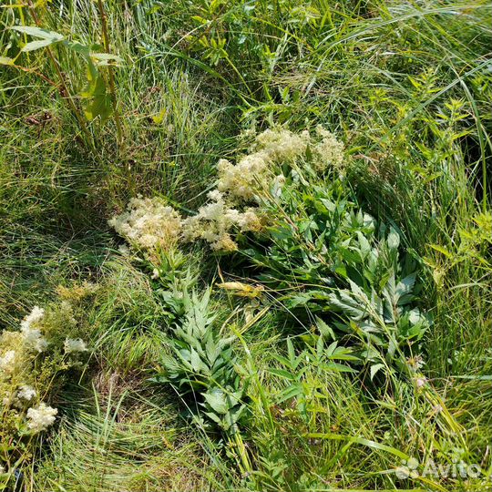 Лабазник (таволга)