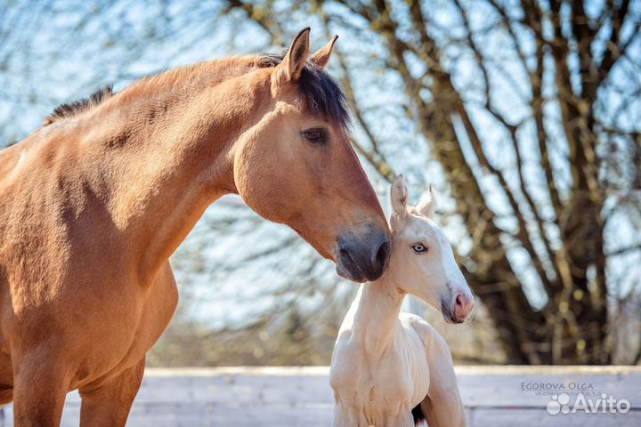 Конный спорт, занятия и прогулки
