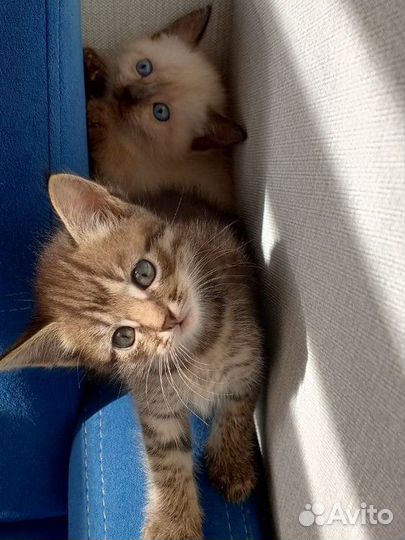 Котята милашки ищут хозяина