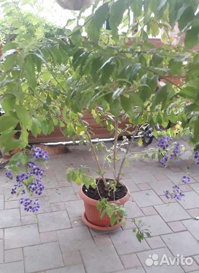 Дуранта. Цветущая. Комнатное растение