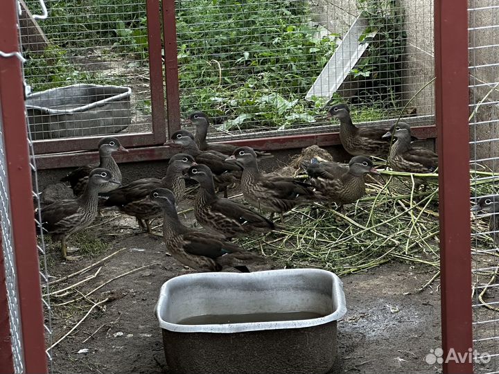 Декоративные утки (молодежь)