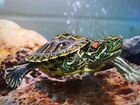 Красноухая черепаха и жёлтоухая с аквариумом