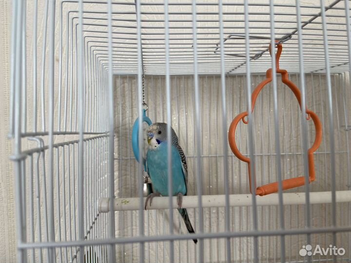 Волнистый попугай (самец) с клеткой
