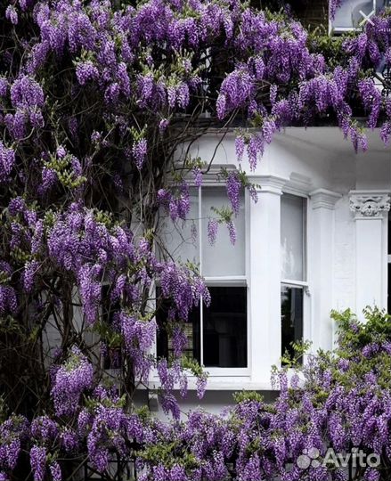 Глициния саженец