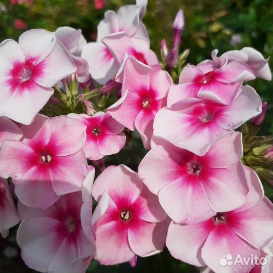 Флоксы саженцы