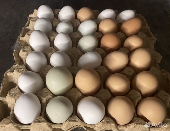 Домашние куриные яйца