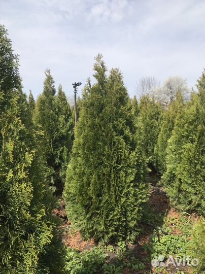 Туя смарагд