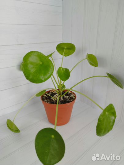 Pilea Peperomioides Пилея пеперомиевидная