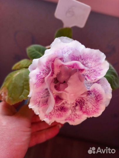 Молодые детки глоксинии