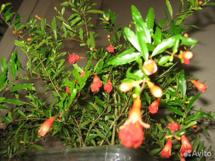 Гранат комнатный