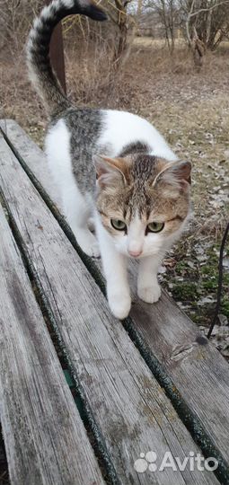 Котята бесплатно