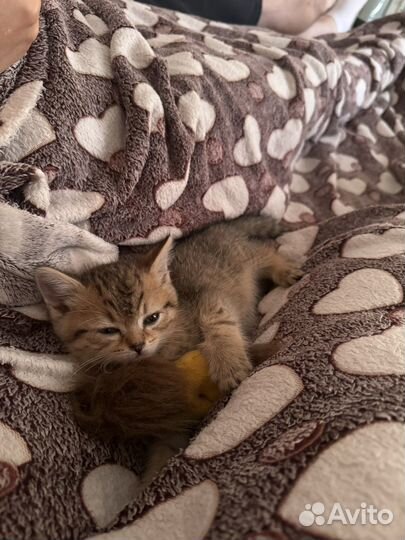 Котенок девочка