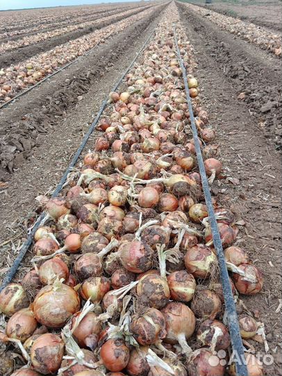 Семена Лука