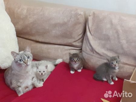 Отдам котят добрым и заботливым людям