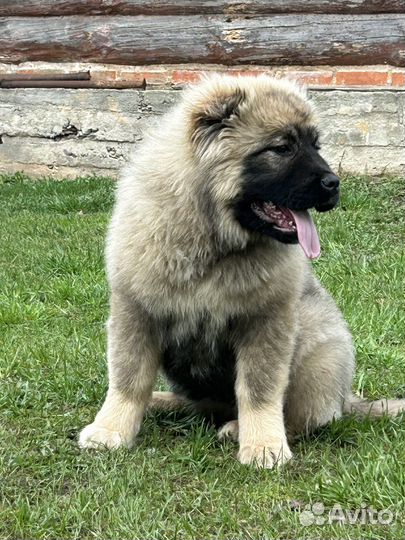 Кавказская овчарка
