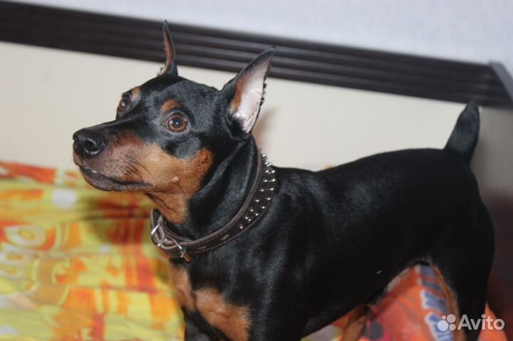 Вязка цвергпинчер