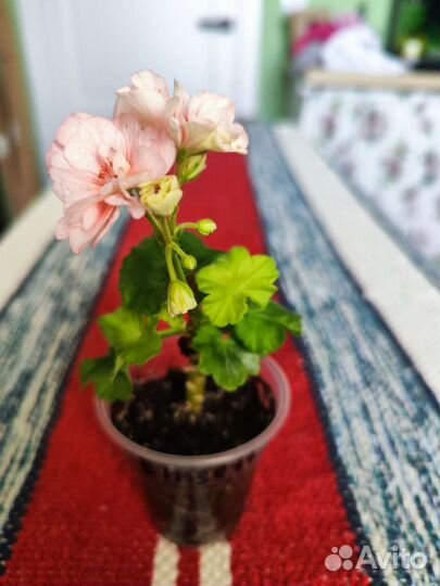 Золотолистная пеларгония Elmsett