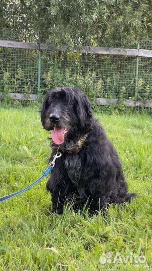 В добрые руки