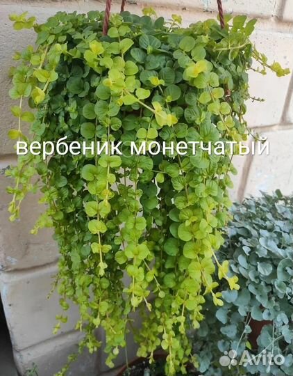 Ампельные растения
