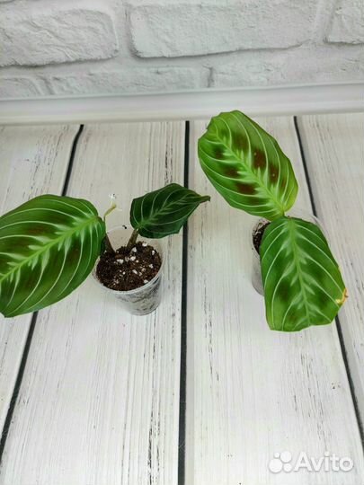 Монстеры, алоказии, ктенанты, маранты