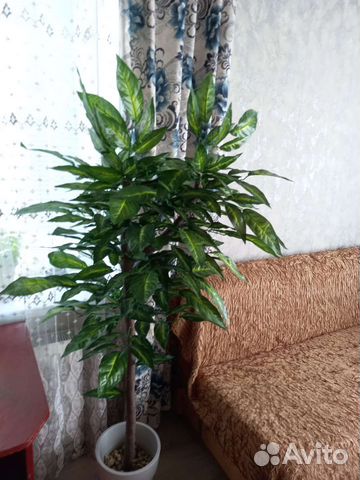 Декоративное дерево