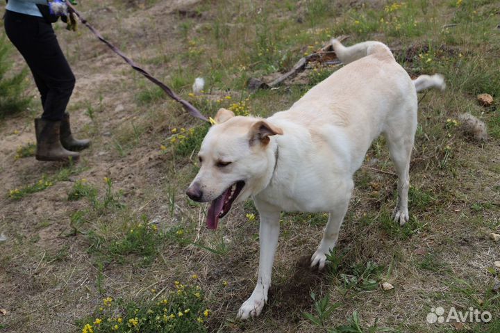 Белая собака