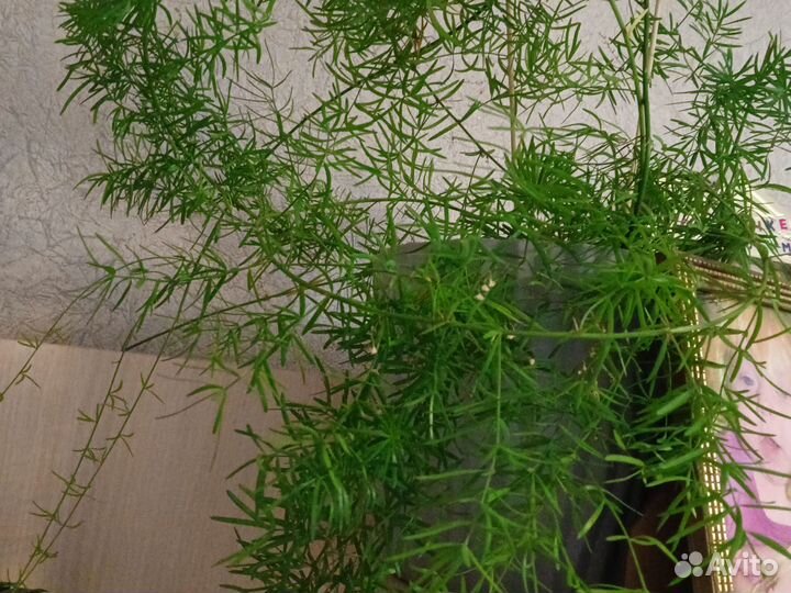 Комнатные растения