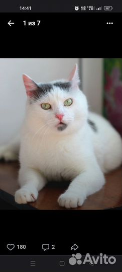 Белый кот Марсик