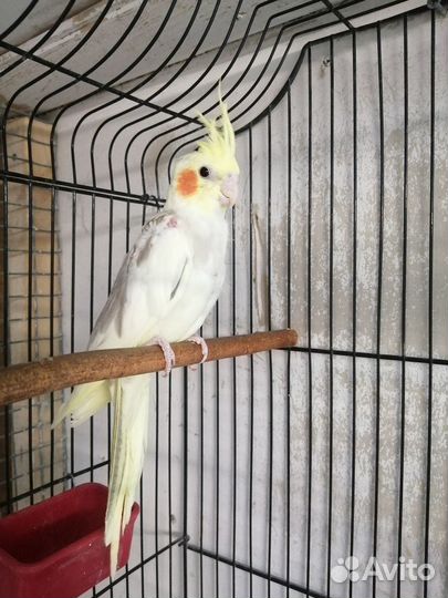 Попугай корелла