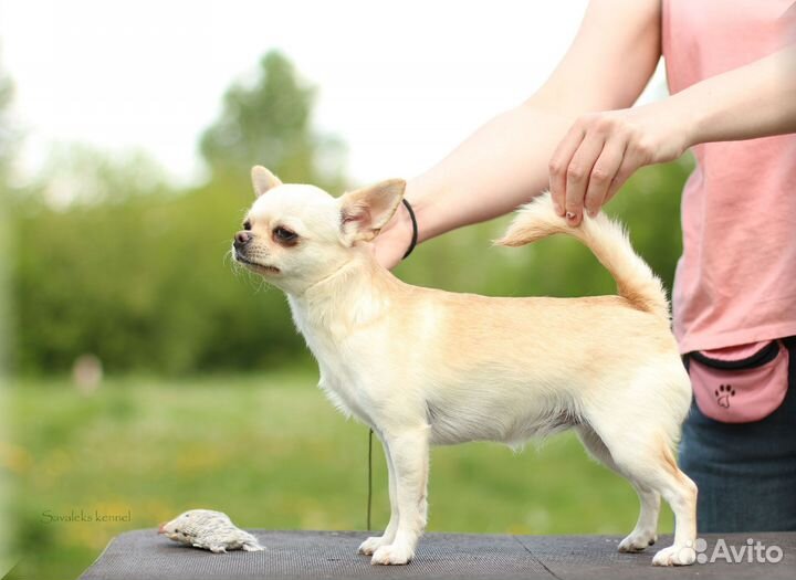 Малыши Чихуахуа