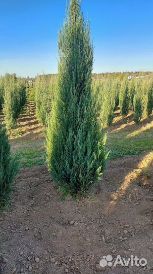 Можжевельник скальный 