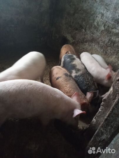 Поросята,помесь ландраса с петреном