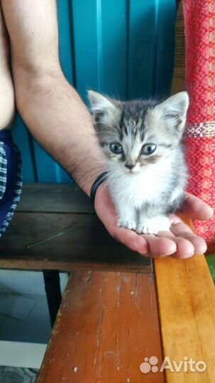 Котята в добрые руки)