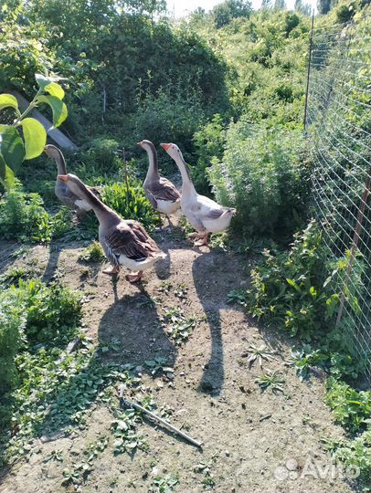 Гуси кубанские